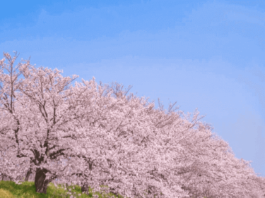 桜前線到来!一宮の桜の名所