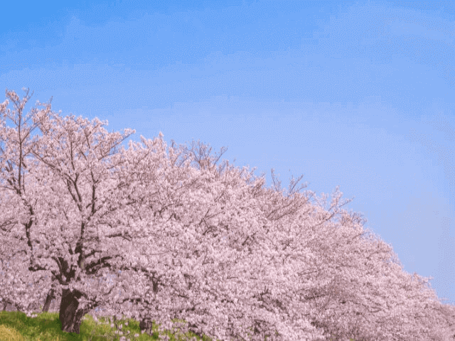 桜前線到来!一宮の桜の名所