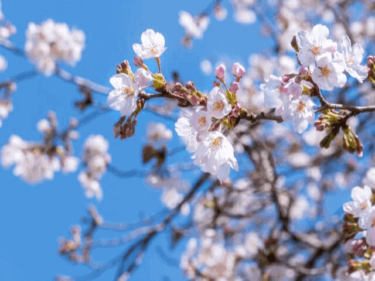 春本番!一宮オススメの公園