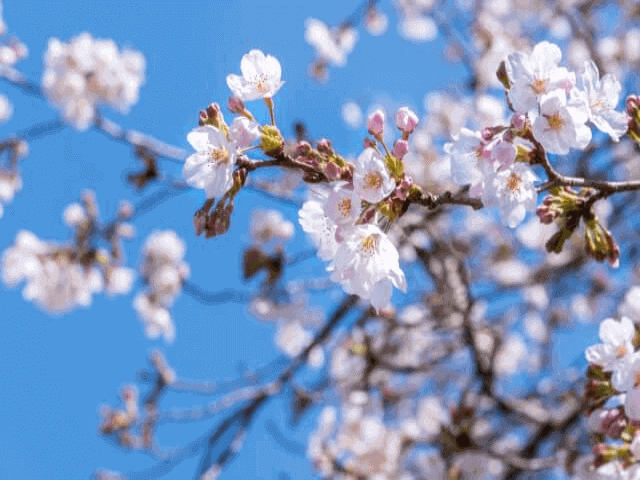 春本番!一宮オススメの公園